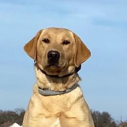 Cleopatra the Beautiful - Yellow female Labrador Retriever puppy in Buffalo Valley, Tennessee from Buffalo Valley Breeders