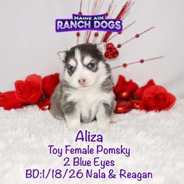Aliza - Blue female Pomsky puppy in Humeston, Iowa from M.A.R. Dogs
