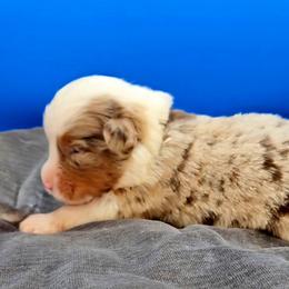 Maroon Collar RMM - Red merle male Miniature American Shepherd puppy in Lexington, Kentucky from Deuce's Den