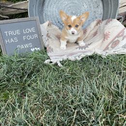 Boy 1 - Pembroke Welsh Corgi puppy in Payson, Utah from The Hoppers Back 40