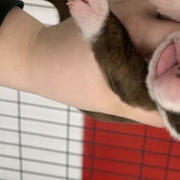 Boy 1 - Boxer puppy in Henderson, Tennessee from Vom Broadvalley