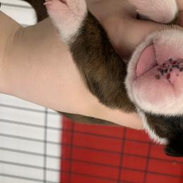 Boy 1 - Boxer puppy in Henderson, Tennessee from Vom Broadvalley