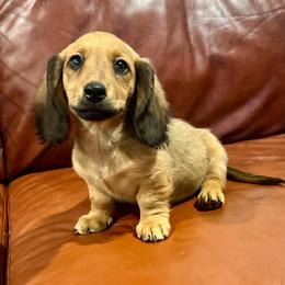Dachshund puppies from High Country Kennels