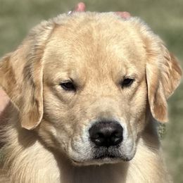 Chalrie - Golden Retriever
