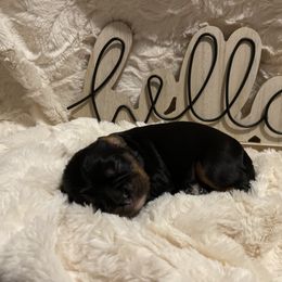 Cavalier King Charles Spaniel Puppies from Cassie’s Cavaliers