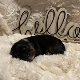 Cavalier King Charles Spaniel Puppies from Cassie’s Cavaliers