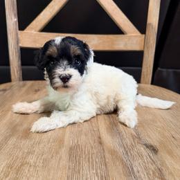 Girl 2 - Tri-color female Bernedoodle puppy in Lakeland, Florida from Doodles & Danes