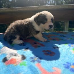 Brazeal - Brindle and white male Cardigan Welsh Corgi puppy in Bland, Missouri from Shadey Lane Corgis
