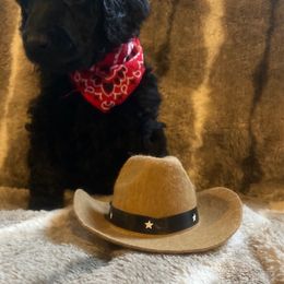 WYNONNA - Black Poodle puppy in Thornton, Colorado from Shandy Poodle