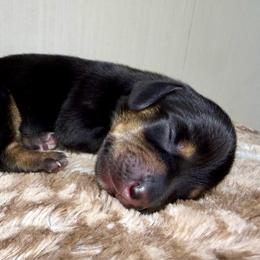 Male 2 - Black and tan male Dachshund puppy in El Campo, Texas from Creamer Creek Kennel