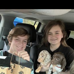 Dachshund Puppies from Jag Fam Dachshunds