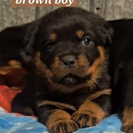 Boy 2 - Black and mahogany male Rottweiler puppy in De Witt, Iowa from Irish Eyes Kennels