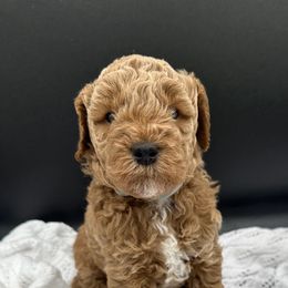 Cavapoo and Poodle Puppies from Klaus Poodles