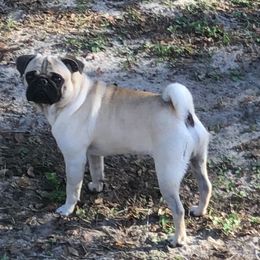 Spanky - Pug