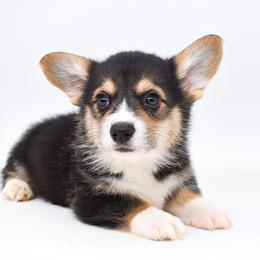 Link - Black and tan male Pembroke Welsh Corgi puppy in San Antonio, Texas from Moxxi's Legacy Corgis