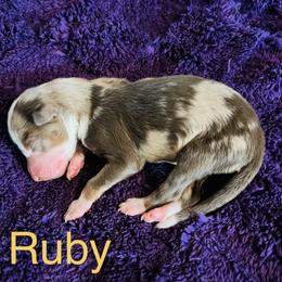 Ruby - Red merle female Australian Shepherd puppy in Charlotte, North Carolina from Awesome Aussies