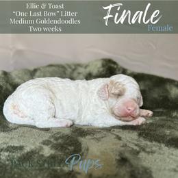 Finale - Parti female Goldendoodle puppy in Paxville, South Carolina from Pack Street Pups
