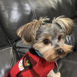Sweety - Yorkshire Terrier