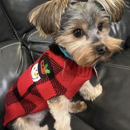 Sweety - Yorkshire Terrier