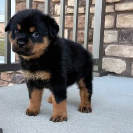 Girl pup - Black and tan female Rottweiler puppy in Brandenburg, Kentucky from Boss Rottweiler Haus