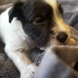 Franks - Parti male Miniature Schnauzer puppy in Dunlap, Tennessee from Beards of Glory