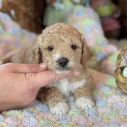 Jubilee - Apricot female Goldendoodle puppy in Wharton, Texas from Little Fur Friends