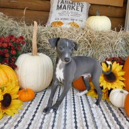 Ava M 3 - Blue male Italian Greyhound puppy in Sparta Tn And Careyville Fl, Tennessee from Summerwind Kennel