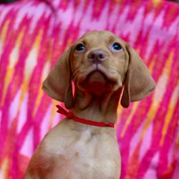 Winnie the Pooh - Golden rust male Vizsla puppy in Bloomington, Indiana from Envizion