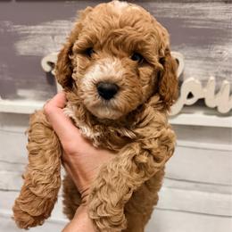 Juliet - Red  female Goldendoodle puppy in Bradenton, Florida from Christianna’s Mini Goldendoodles