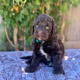 Mocha - Chocolate male Labradoodle puppy in Clovis, California from Delta Doodless