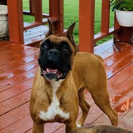 Salem - Boxer