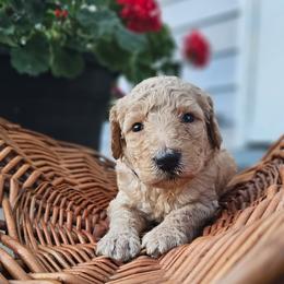 Boy 3 - male Poodle puppy in Columbia, South Carolina from Tommy Jones