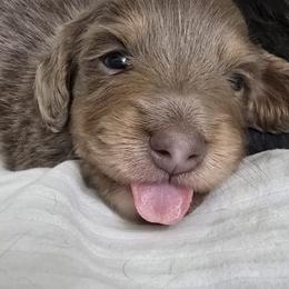 Dachshund Puppies from Mel's LowRider Ranch