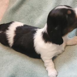 Dachshund Puppies from Happy Acres  Miniature Dachshunds