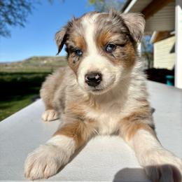 Apollo - Blue merle male Australian Shepherd puppy in Preston, Idaho from KC Bar Ranch Aussies