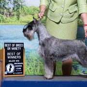 Whippets and Wire Fox Terriers from Forestview