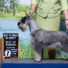 Whippets and Wire Fox Terriers from Forestview