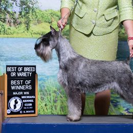 Whippets and Wire Fox Terriers from Forestview