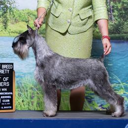 Whippets and Wire Fox Terriers from Forestview
