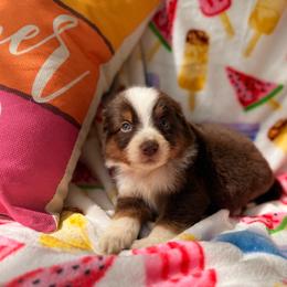 Sherbet Splash - Red tri female Miniature Australian Shepherd puppy in Oak Harbor, Washington from Happy-Go-Lucky Homestead