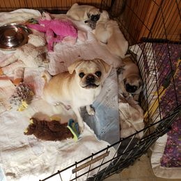 Goldie - Pug
