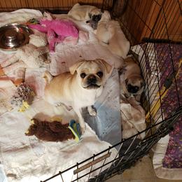 Goldie - Pug