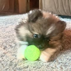 Pomeranian Puppies from Paula’s Pomeranians