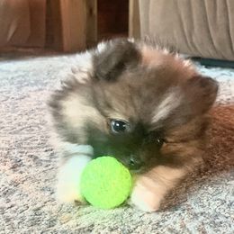 Pomeranian Puppies from Paula’s Pomeranians