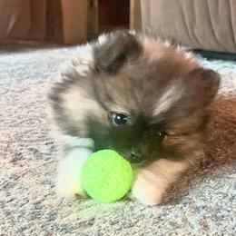 Pomeranian Puppies from Paula’s Pomeranians
