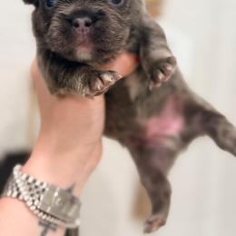 Hendry - Blue male French Bulldog puppy in Hialeah, Florida from Slinky Doxie 305