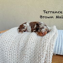 Terence - brown collar - Red merle male Assorted Doodle Crosses puppy in Springville, Utah from JW Doodles