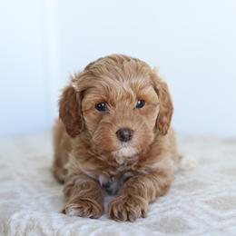 Orange - Apricot female Australian Labradoodle puppy in Williamstown, New York from Lewis Manor Labradoodles