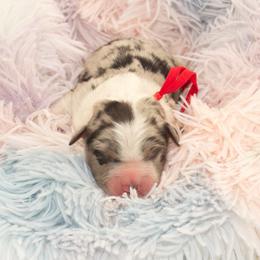 Nugget - Blue merle male Australian Shepherd puppy in Placerville, California from BFF Aussies