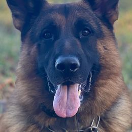 Loki - German Shepherd